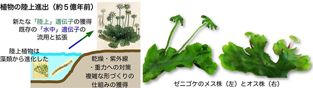 植物の陸上進出（約5億年前）、ゼニゴケのメス株（左）オス株（右）