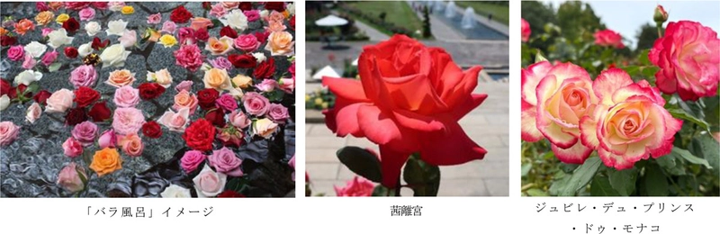 有馬温泉 太閤の湯×須磨離宮公園 コラボ企画 約1,000輪の「バラ風呂」で優雅なひとときを 11月15日（土）限定