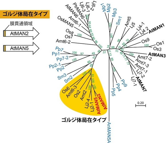 図2. ゴルジ体局在タイプのマンナナーゼ　シロイヌナズナだけではなく、ミヤコグサ（マメ科、Lj2-1、Lj2-4）やイネ（イネ科、Os2、Os6）、基部被子植物であるアンボレラ（アンボレラ科、Amt2、Amt6-3）にもゴルジ体局在タイプのマンナナーゼ遺伝子が存在する。