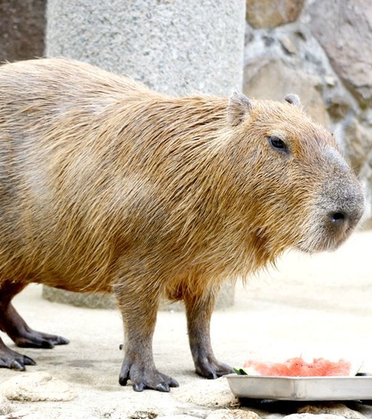 伊豆シャボテン動物公園