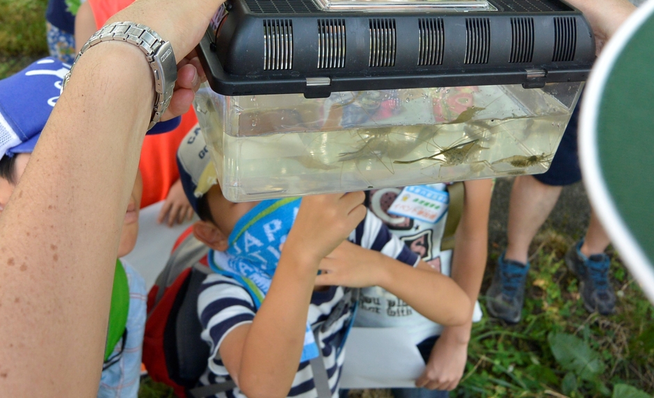 採取した生き物の観察