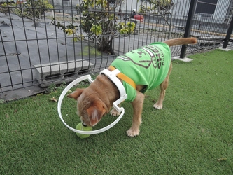 視力を失った犬のための装着具「ドッグバンパー・イージー」　 お求めやすい価格に抑えて2019年1月発売