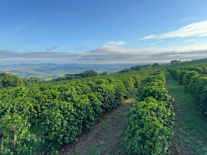 コーヒー農園「Fazenda UM」