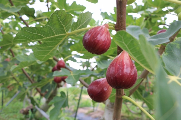 「うちだ農園coucou!」の城陽市特産いちじくを販売予定。