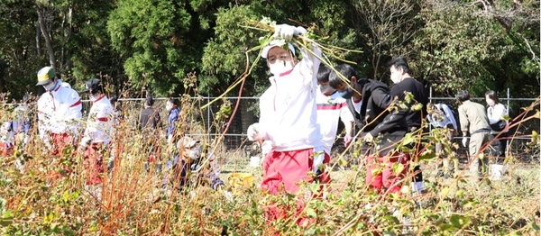 令和4年度(2022年度)の近畿大学附属生石農場でのソバの収穫体験学習の様子