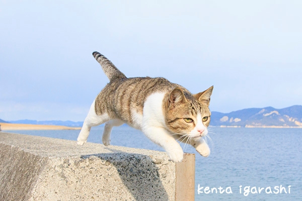 飛び猫(五十嵐健太)