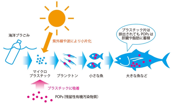 海の食物連鎖とプラごみ