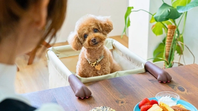 「ペットは家族」でも“犬の席”がない―。『愛犬が席に座る体験会』を開催【大阪】