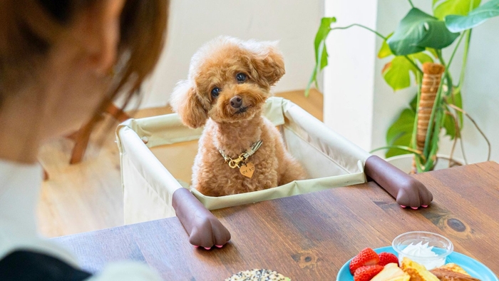 ペットと同じ目線でテーブルで過ごせる「肉球アームのペットチェア Chocorin」使用イメージ