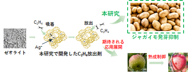 エチレンガスを持続的に放出できる固体材料を開発　～農産物の追熟や鮮度保持への応用に期待～
