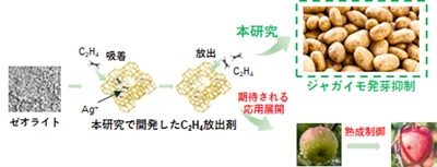 エチレンガスを持続的に放出できる固体材料を開発　～農産物の追熟や鮮度保持への応用に期待～