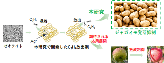 ゼオライトを用いたC2H4固体放出剤の開発と応用