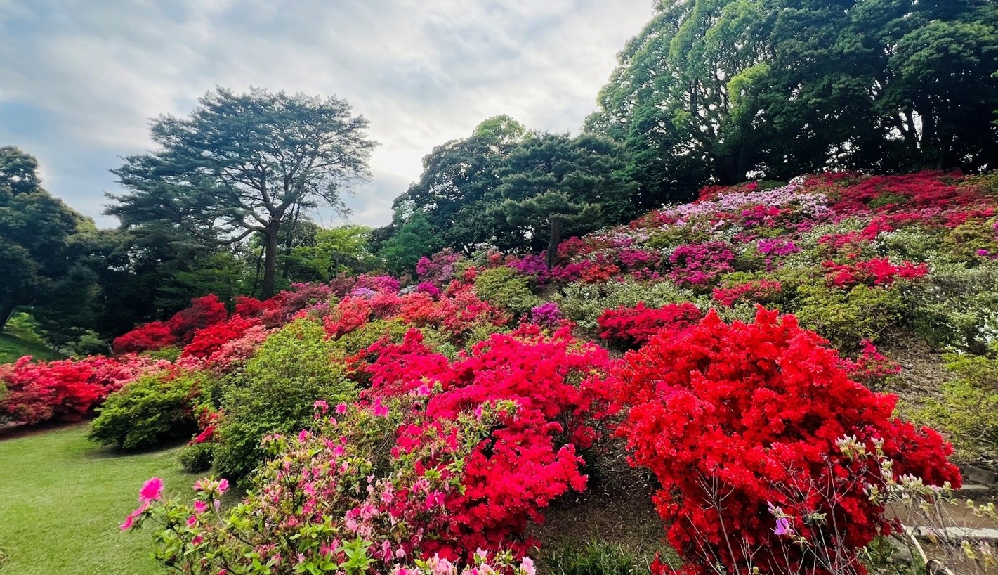 春の六義園~大名庭園でつつじを楽しむ~