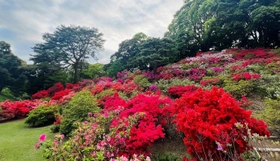 春の六義園～大名庭園でつつじを楽しむ～