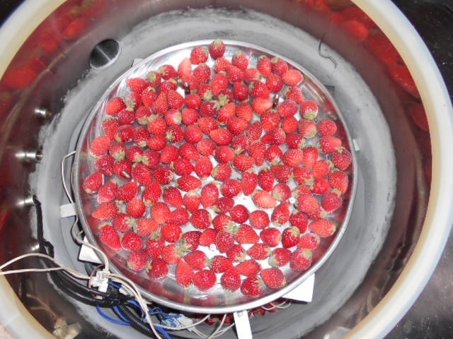フリーズドライをする前のイチゴ