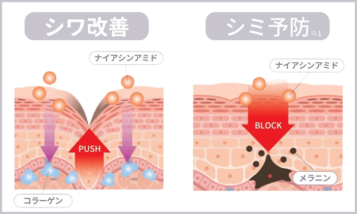 ナイアシンアミドのW効果