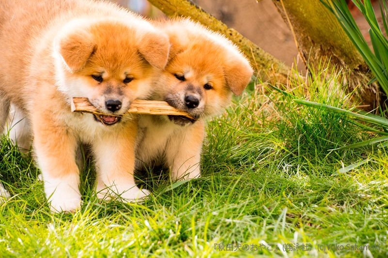 秋田犬のおやこ(翔泳社)_掲載写真4