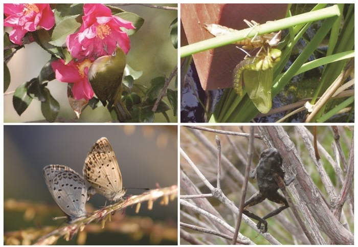 上段:ツバキの蜜を吸いにきたメジロ /水辺でのギンヤンマの脱皮、下段:シジミチョウの交尾/モズ(野鳥)が残したカエルの“はやにえ”