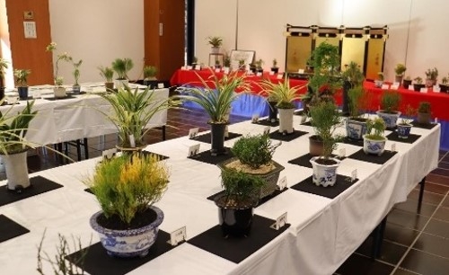 松葉蘭展の様子(令和6年撮影)