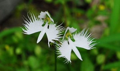 六甲高山植物園　天翔る白鷺の如き花 サギソウが見頃です！