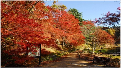 六甲高山植物園 紅葉見頃のため 12月1日（日）まで 延長営業決定 夜間イベント「ひかりの森～夜の芸術散歩～」も 追加開催決定