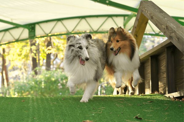 屋根付きドックラン