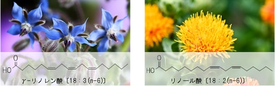 ω-6脂肪酸を規格化した安定性の高い粉末素材 　「ボラージ油パウダー10E」と 「紅花油パウダー30E」の販売を開始