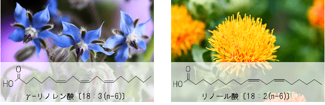 γ-リノレン酸とリノール酸