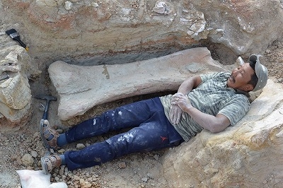 竜脚類の大腿骨