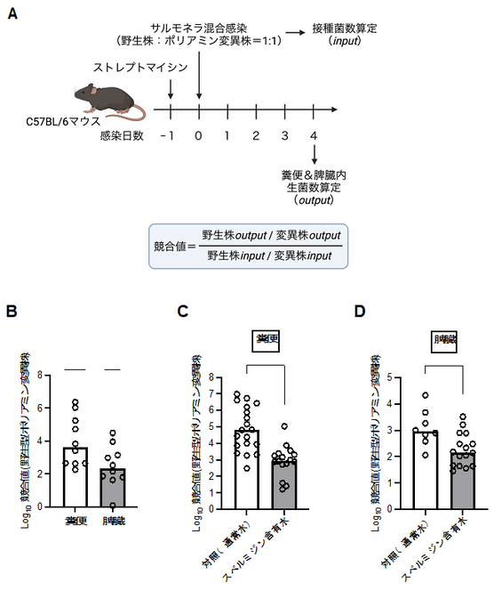 図2 サルモネラのポリアミン恒常性はマウスに対する病原性発現に寄与する　（A）感染24時間前にストレプトマイシンを処理したC57BL/6マウスに、野生型およびポリアミン変異株の等量混合液を経胃接種する。感染4日後に、糞便中および脾臓内の生菌数を算出し、競合値を算出する。競合値が1より大きくなった場合は、ポリアミン変異株の競合的な定着活性が野生株と比べ、低いことを示唆する。また、競合値が減少した場合、変異株の定着活性が回復したことを示唆する。（B）糞便および脾臓内生菌数から算出した競合値。（C＆D）マウス飲水に1％スペルミジンを加えた際の糞便と脾臓の競合値。*P<0.05、***P<0.001、****P<0.0001