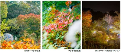 ROKKO森の音ミュージアム エリア内 SIKIガーデンの紅葉が見頃です