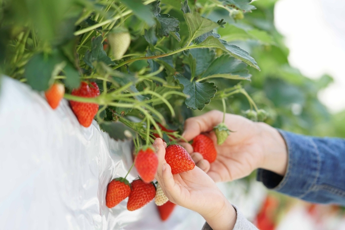いちご狩り(12月下旬～5月下旬)