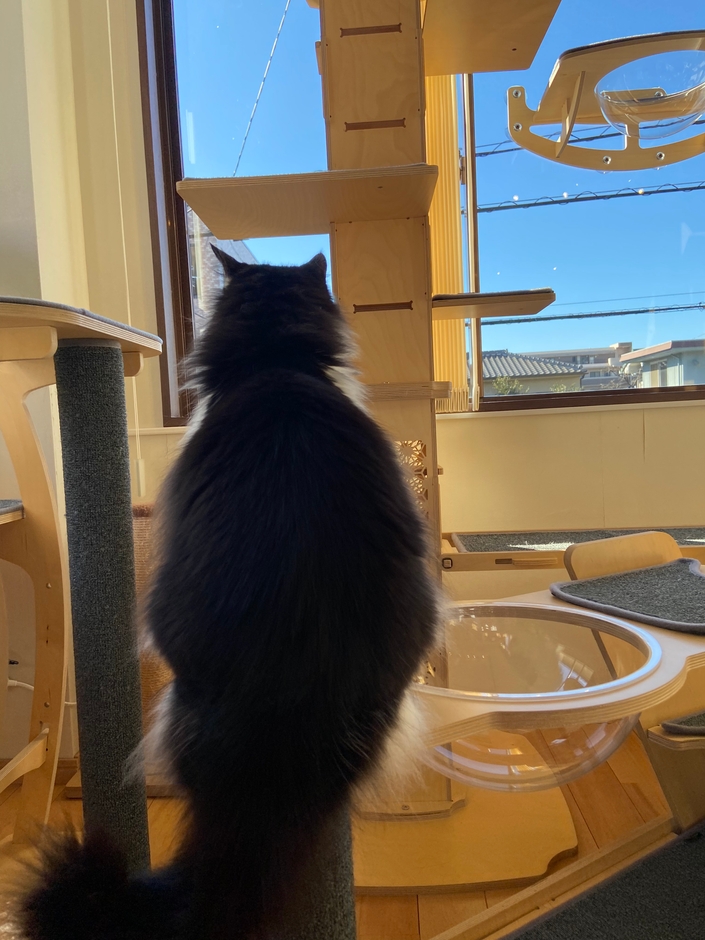 お泊り猫の様子(11)