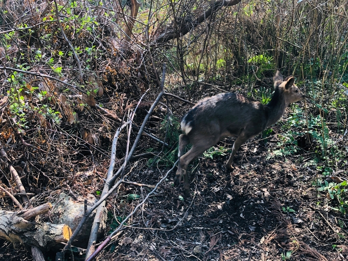 狩猟研修で捕獲した鹿