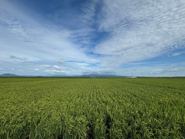 ファーマフーズのバイオスティミュラントを試験している水田