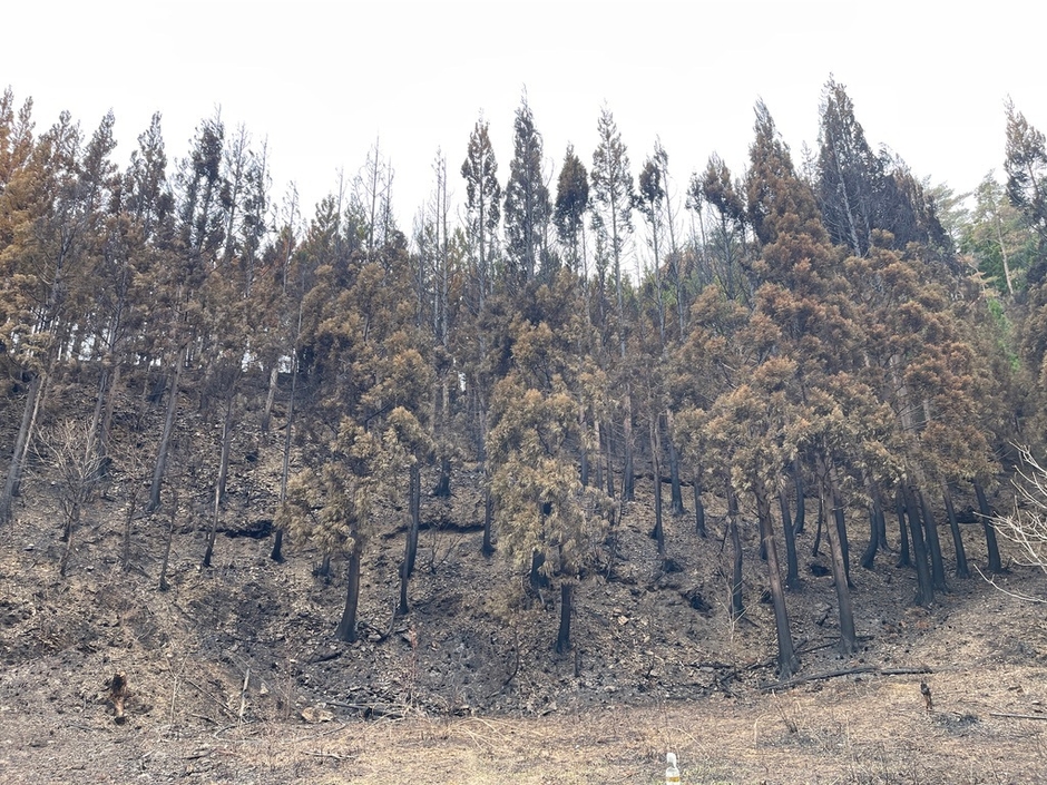 大船渡山火事鎮火後