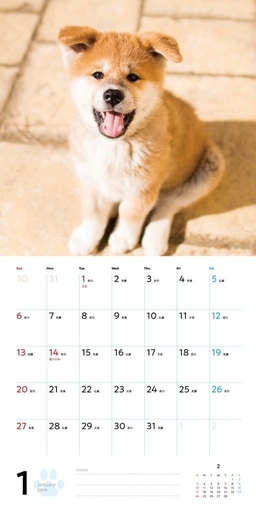 むくむくもふもふ 秋田犬 カレンダー 2019(1月)