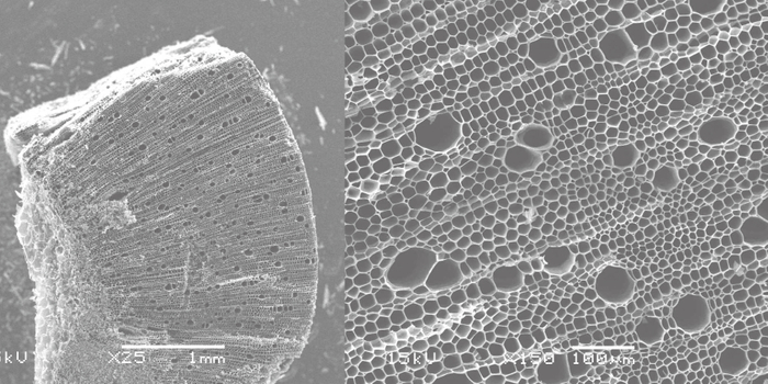 麻炭の光学顕微鏡拡大画像。このミクロの孔（あな）が老廃物などを吸着します