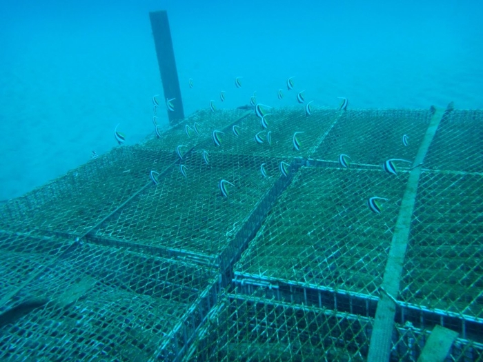 お酒に集まる魚