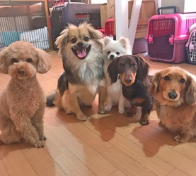 コロナ禍でペットの飼育放棄が急増！？ 100％ほめる犬のしつけ教室に問合せが殺到、3倍以上の申込み