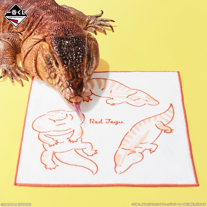 F賞:タオルコレクション(イメージ2)