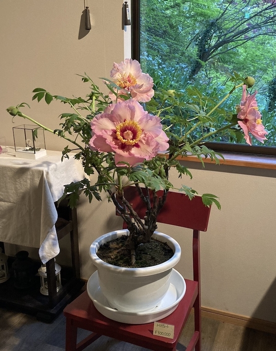 稀少なトリビュート30万円(税込) 1