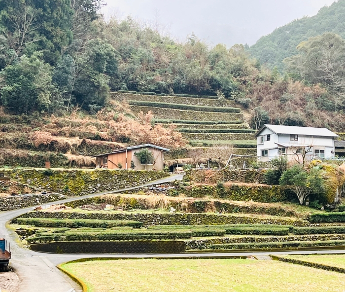 高知県佐川町の茶畑