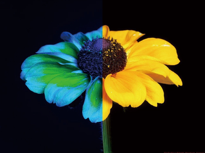 ミツバチとヒトの色覚比較(C)Dr.Schmitt, Weinheim Germany, uvir.eu