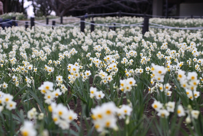 スイセン畑(昨年の様子)