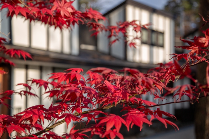 紅葉の様子