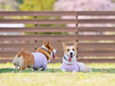 雄大な自然の中で「贅沢ステイ」