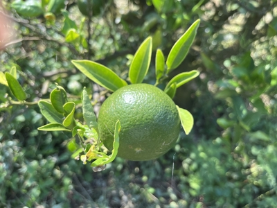 伊予柑