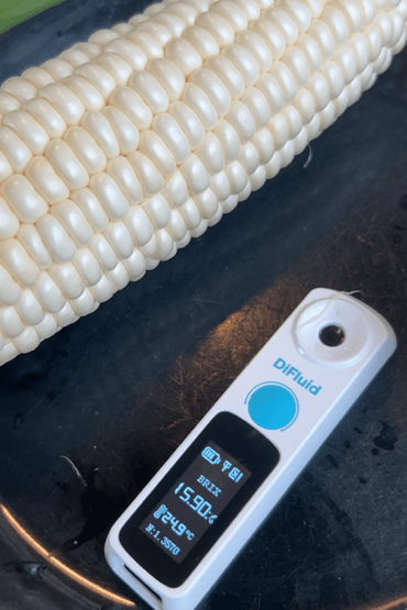 うとさんの白いとうもろこし