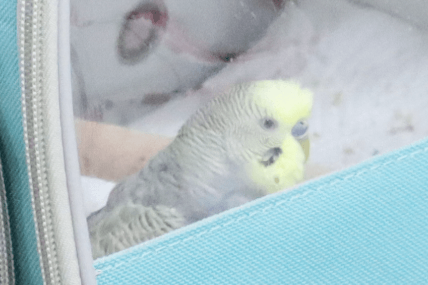 セキセイインコの「ルイス」